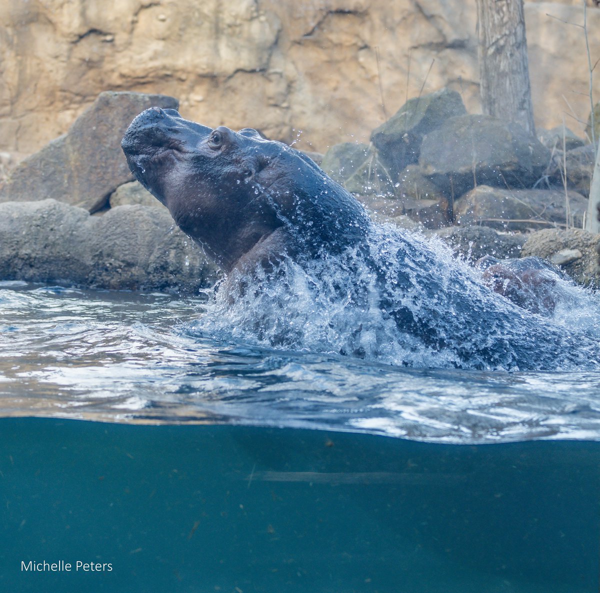 CincinnatiZoo's tweet photo. The hippo's closest living relatives are whales and porpoises! Despite their aquatic lifestyle, hippos can't swim or float; instead, they push off the bottom to propel themselves and surface for air. https://t.co/hsQwVvXtqa