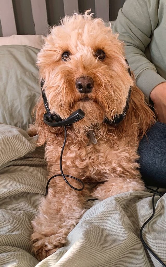 'Hello, you're through to Bagel, how can I help you today?