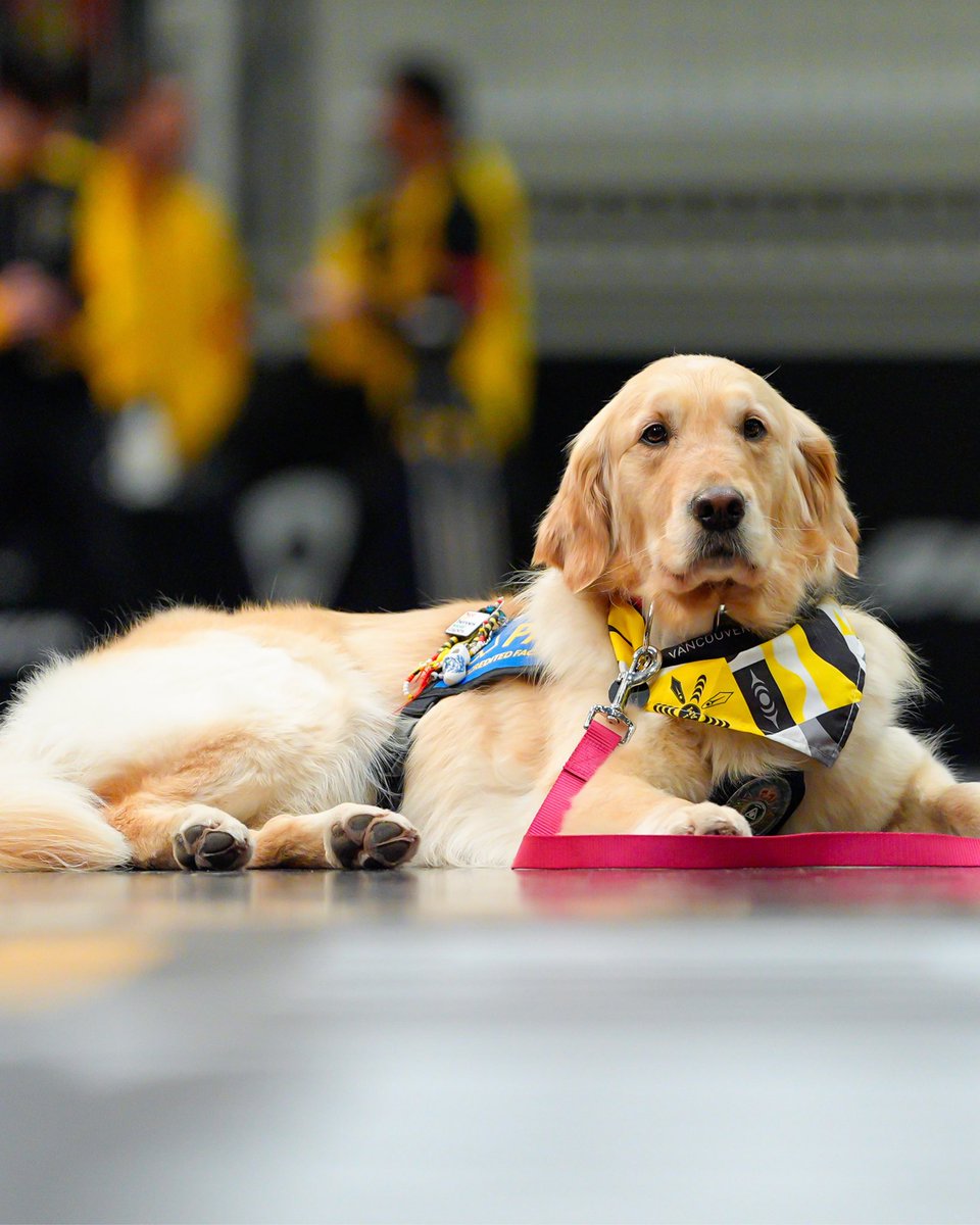 InvictusGames25's tweet image. A huge thank you to PADS and our four-legged fur-iends for bringing so much joy, comfort, and support throughout #IG25. You’ve been pawsitively amazing and High-Fives are deserved all around! 🐾
#SharedJourney