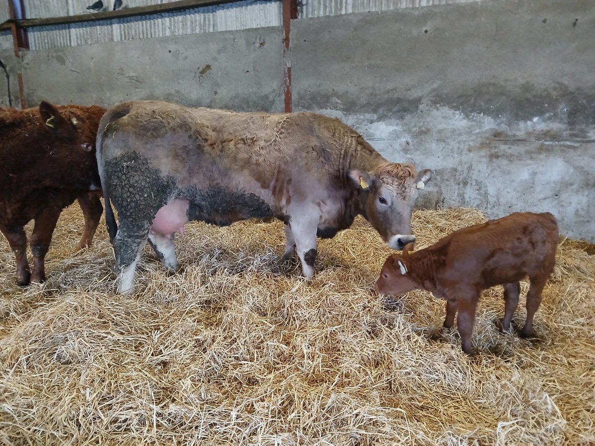 kilkeelan tweet media