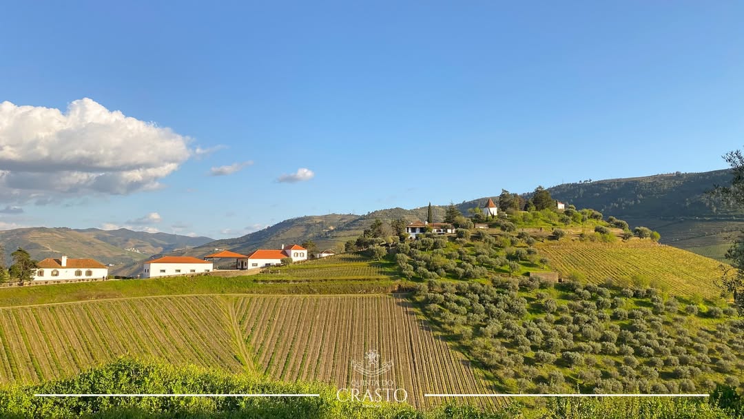 Annually, Quinta do Crasto produces around 1,500,000 bottles of #Douro and #Portwine of various categories in the Douro region. In addition to #wines, also produces 65,000 bottles of extra virgin #oliveoil each year, using olives from its organically cultivated olive groves. 🫒🍷