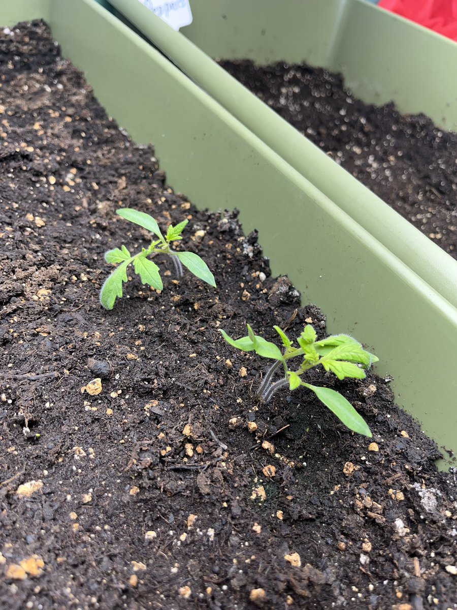 mspenneysclass's tweet photo. Peppers, tomatoes and cucumbers! 🌱@littlegrnthumbs @AITCNL @bishopwhiteNL https://t.co/m5WasObKWb