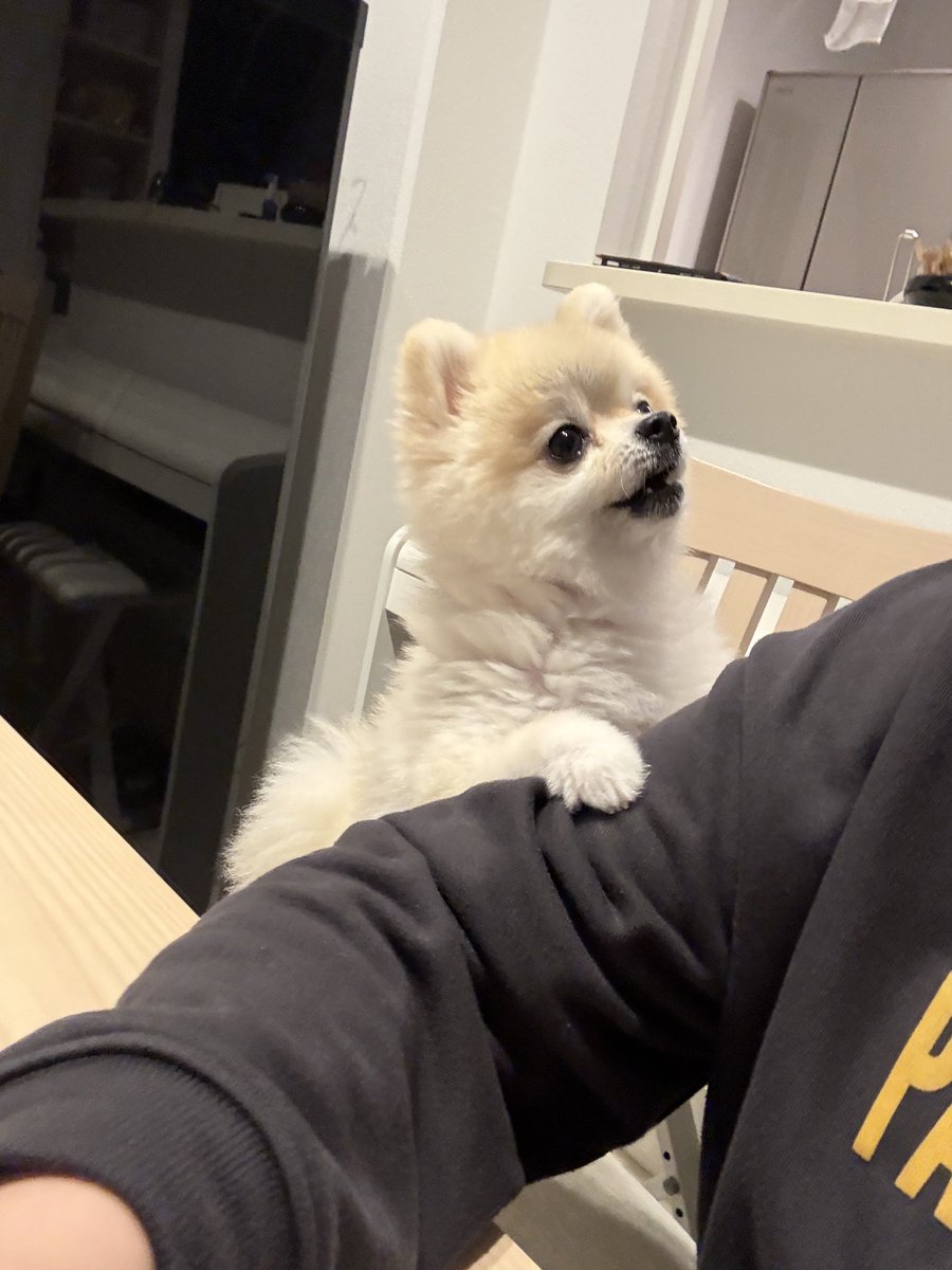 ringoapple73's tweet photo. 🐶「ボクもたべる！」

#ゴン太
#ポメラニアン https://t.co/b0RlXJlmlU