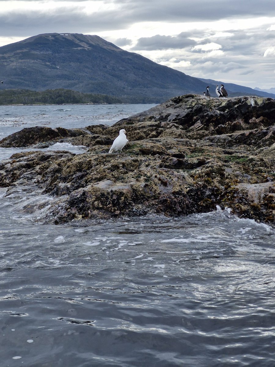Una paloma antártica posa en Islote gansos #navegación #muestreo #Magallanes #puq