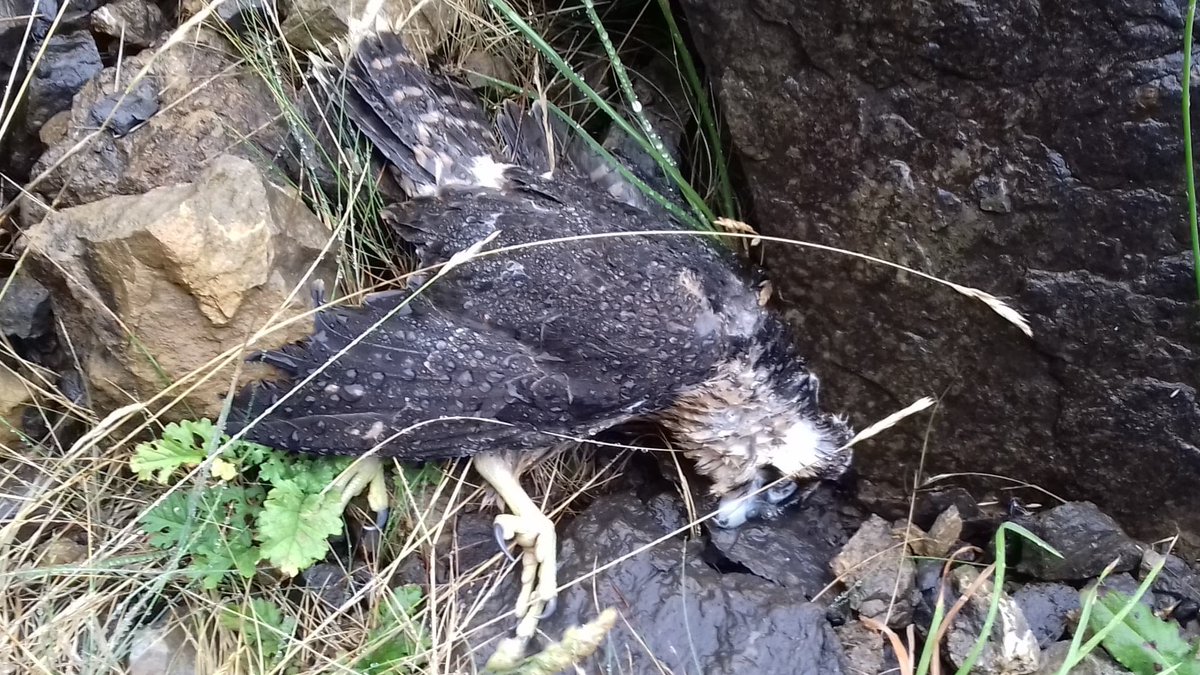 Every year birds of prey are poisoned with banned pesticides in Northern Ireland. In 2011 the government strengthened our wildlife laws. They added the fantastic Article 15B in the Wildlife (NI) Order, making it illegal to be in possession of a poison which is illegal to use…