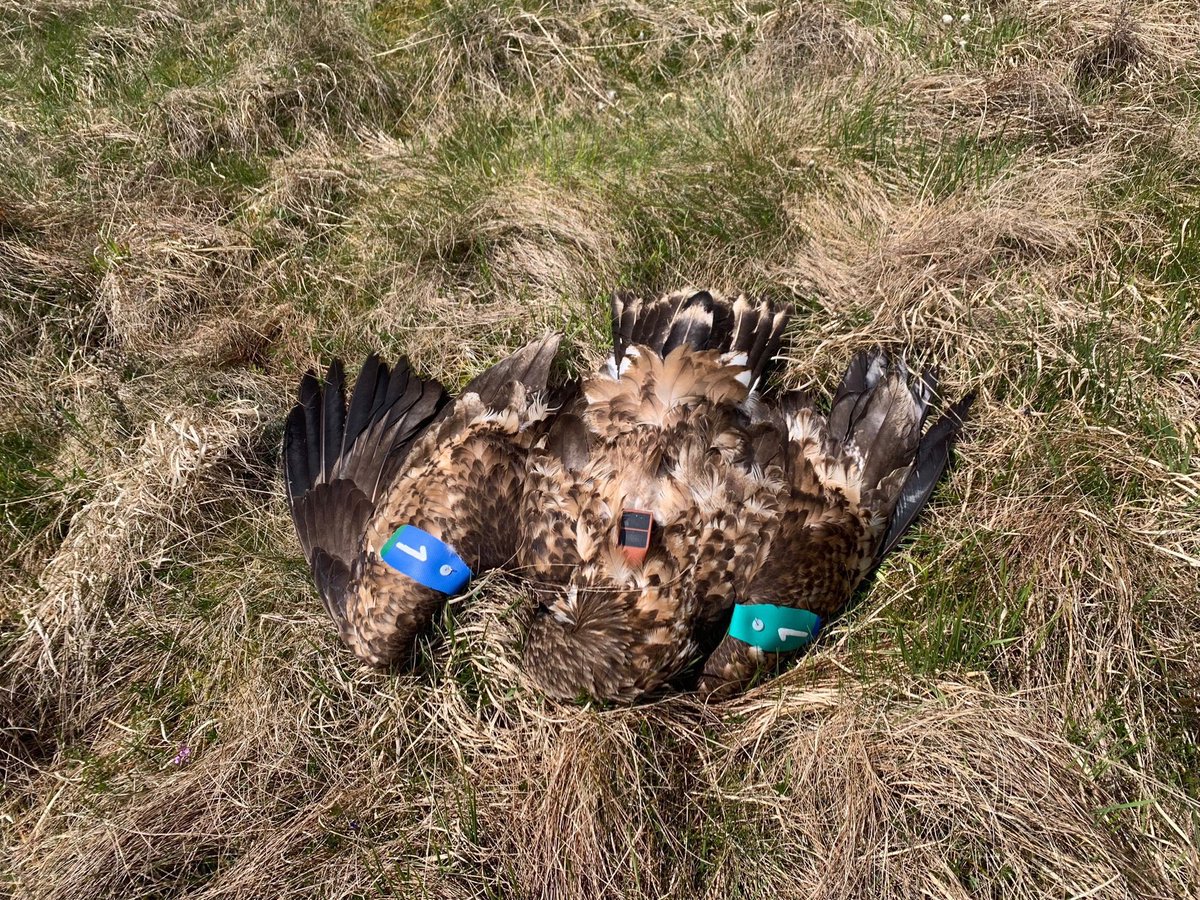 The poison used to kill these eagles used to be sold to kill ants inside cavity walls. It is so toxic that it is now banned for use. It needs added to the Article 15B list <a href="/AndrewMuirNI/">Andrew Muir MLA</a>