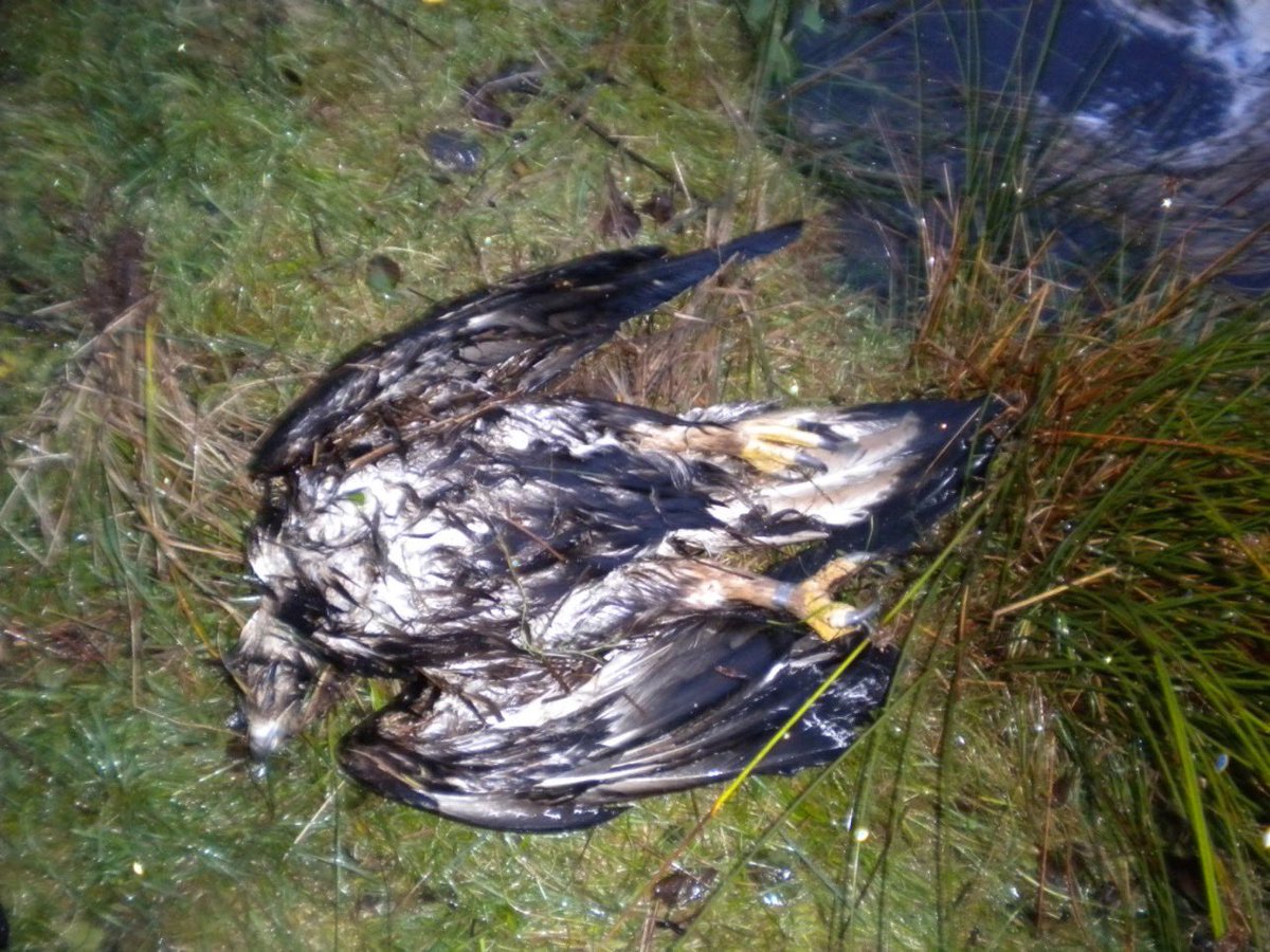 The poison used to kill this golden eagle in Co.Tyrone hasn’t been legal for use since 2001. It’s needs added to the list <a href="/AndrewMuirNI/">Andrew Muir MLA</a>