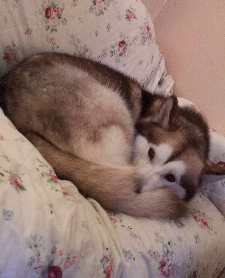 mikaevz's tweet image. Tough day playing #fetch… and chewing #bones, yep im a #dog