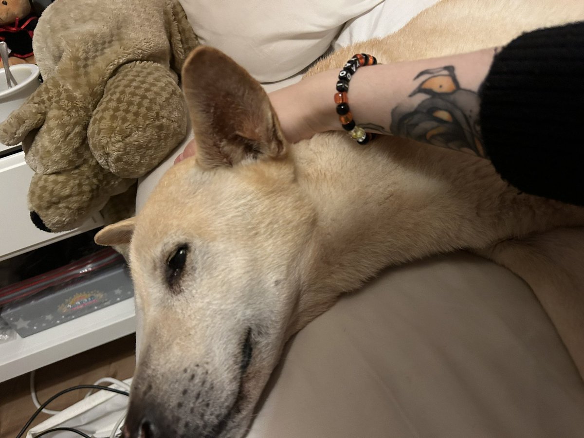 ballsapling's tweet image. MY SLEEPY BABYYY