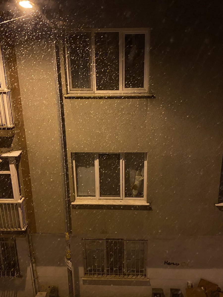 karsi binada kar yagisi izleyen kedi!!! my shayla😭😭😭😭😭