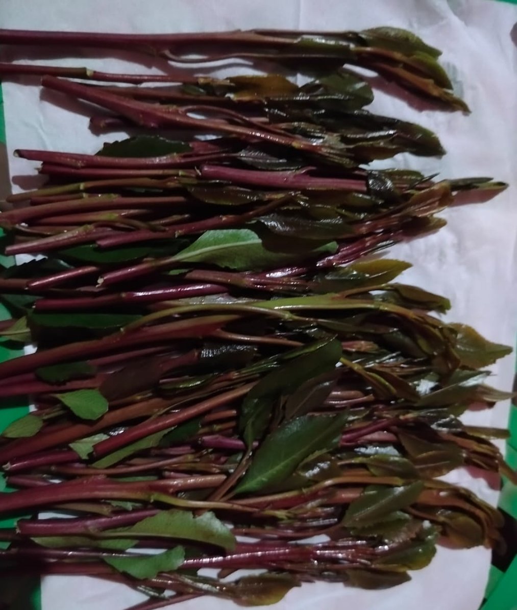 مين ودة تخزن معي بكرة من هذا تجي خاص