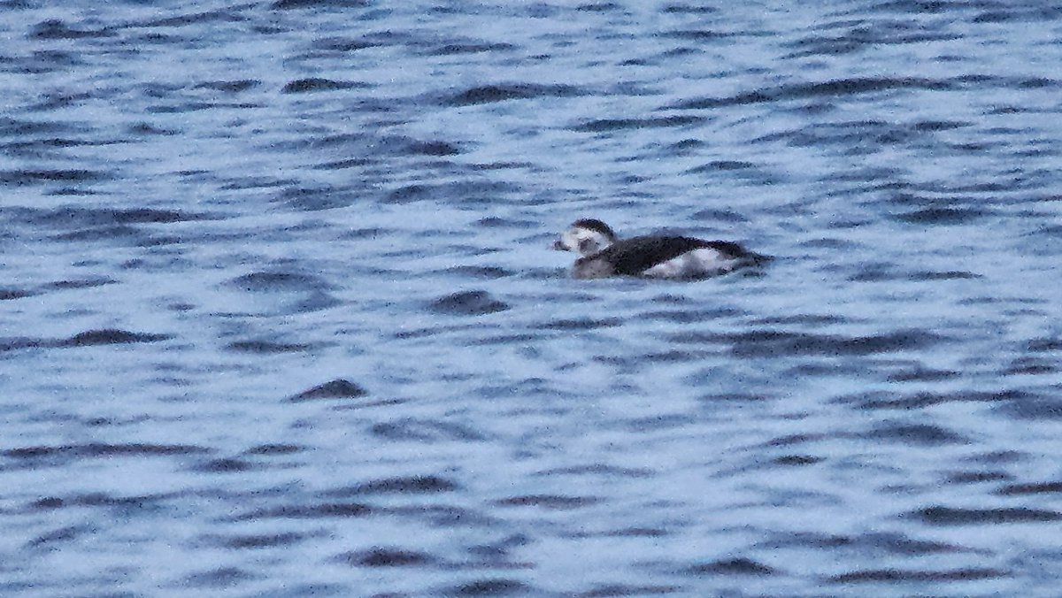Long-tailed Duck still on River Kent off Halforth this evening, also 12 Goldeneye, pair Goosander, 60+ Curlew #CumbriaBirds