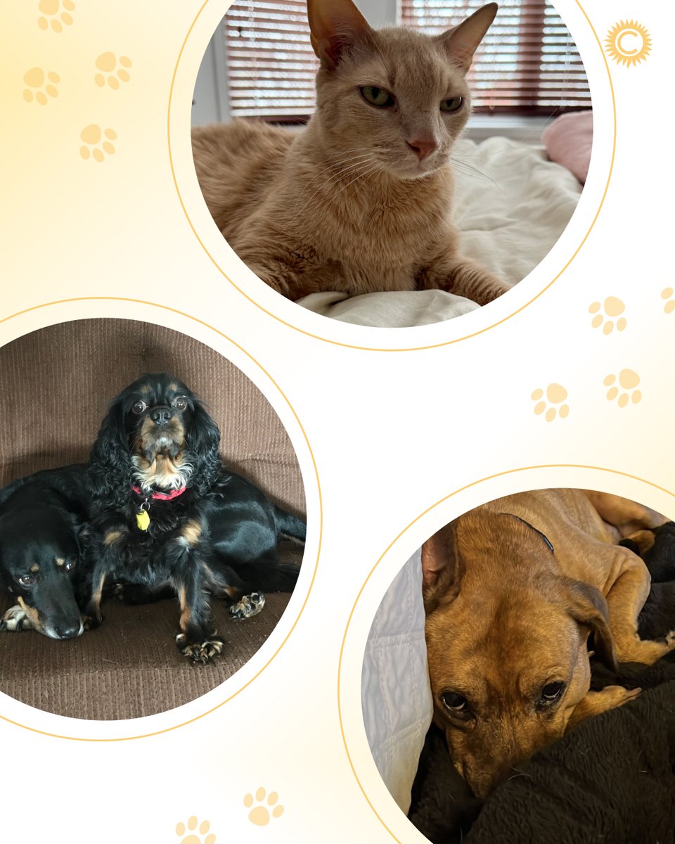conricPR's tweet photo. One of the best perks about working remotely is that we have the best coworkers! It is National Love Your Pet Day - we are celebrating all of our cutest employees today 🐶🐱🐰🐹

#nationalloveyourpetday #creativeagency #remotework https://t.co/E205hDQ2OL