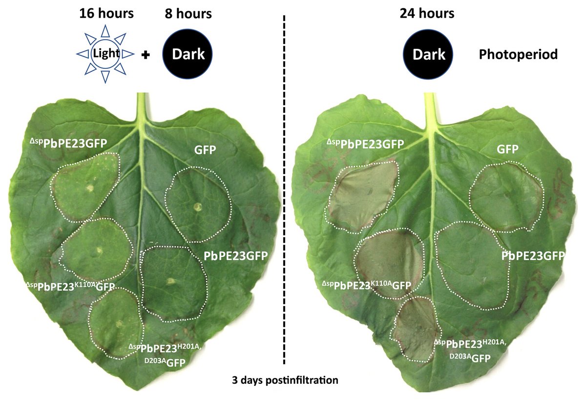 Phytopathology® (@phytopathologyj) on Twitter photo Md. Musharaf Hossain et al. report a Plasmodiophora brassicae effector, PbPE23, containing a serine/threonine kinase domain, that induces necrosis after heterologous expression by leaf infiltration in both host and nonhost plants. doi.org/10.1094/PHYTO-… <a href="/Edel_PLopez/">Edel Pérez-López</a> Md. Musharaf Hossain et al. report a Plasmodiophora brassicae effector, PbPE23, containing a serine/threonine kinase domain, that induces necrosis after heterologous expression by leaf infiltration in both host and nonhost plants. doi.org/10.1094/PHYTO-… <a href="/Edel_PLopez/">Edel Pérez-López</a>