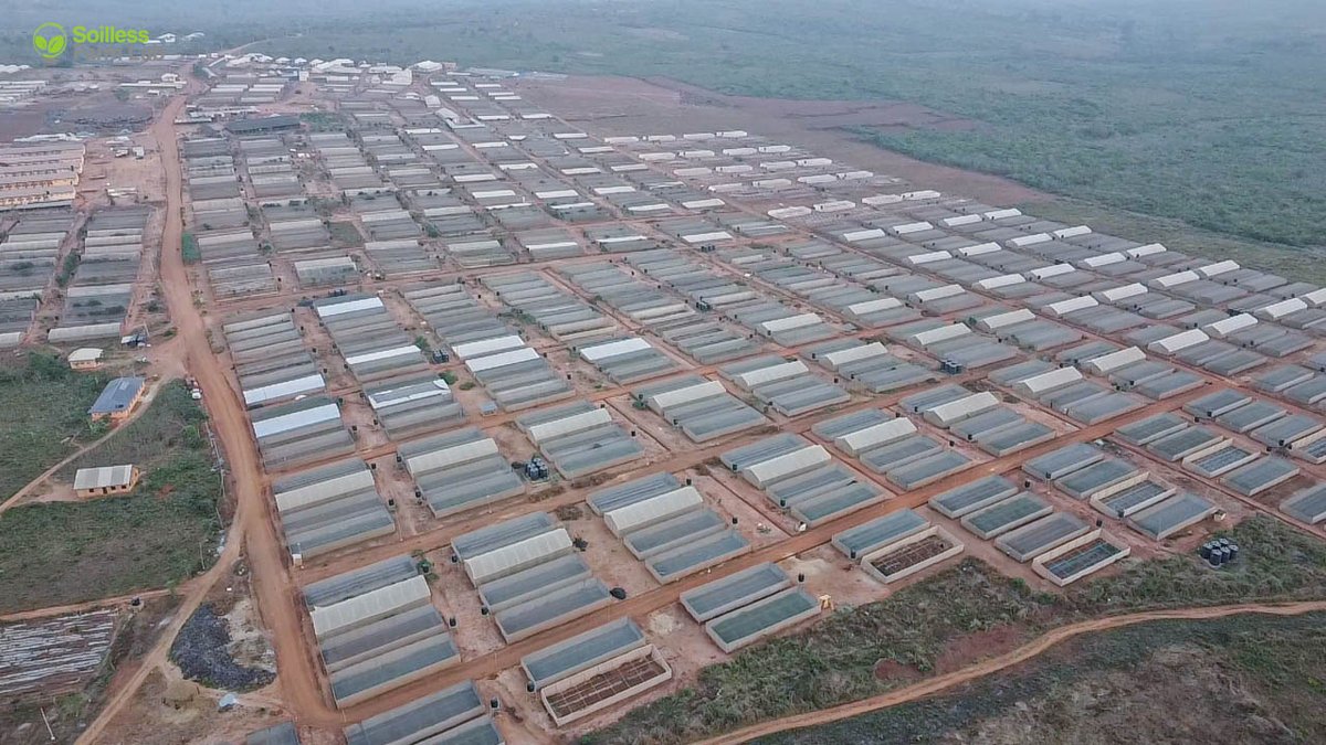 From 80 acres to 90 acres greenhouses

Light reveals

You saw the night picture, 
This is the day picture

Food production should not be seasonal because hunger is not. 

If food is a right, 
Hunger is a crime. 

#FarmerSamson #TheWizardFarmer #Sfarmlab