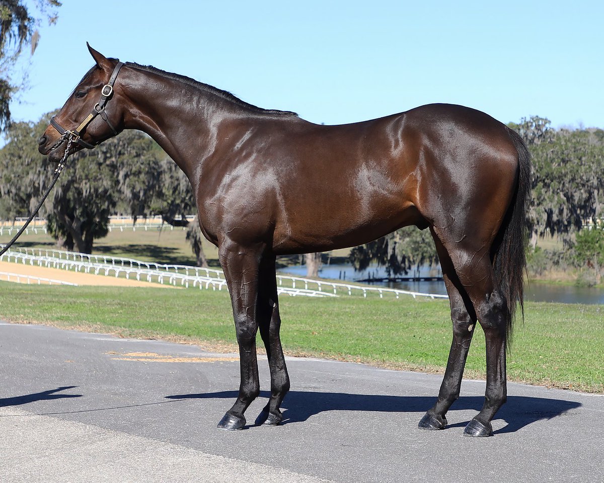 Seth Morris Thoroughbreds (@smthoroughbreds) on Twitter photo You (know who you are!)asked for no 2yo breeze and this top colt is it!
Hip 53 CHIC/CONSTITUTION 23 C. <a href="/FasigTiptonCo/">Fasig-Tipton</a> 2YO DIGITAL. vimeo.com/1058058407 digital.fasigtipton.com/sales/entry/37…
<a href="/MachmerHall/">Carrie Brogden</a> <a href="/RepoleStable/">Repole Stable</a> <a href="/jstewartrr/">Jstewartrr</a> <a href="/GradeOneInvest/">Grade One Investments</a> <a href="/BradWeisbord/">Bradley Weisbord</a> <a href="/yuckmouth58/">hal mintz</a> You (know who you are!)asked for no 2yo breeze and this top colt is it!
Hip 53 CHIC/CONSTITUTION 23 C. <a href="/FasigTiptonCo/">Fasig-Tipton</a> 2YO DIGITAL. vimeo.com/1058058407 digital.fasigtipton.com/sales/entry/37…
<a href="/MachmerHall/">Carrie Brogden</a> <a href="/RepoleStable/">Repole Stable</a> <a href="/jstewartrr/">Jstewartrr</a> <a href="/GradeOneInvest/">Grade One Investments</a> <a href="/BradWeisbord/">Bradley Weisbord</a> <a href="/yuckmouth58/">hal mintz</a>