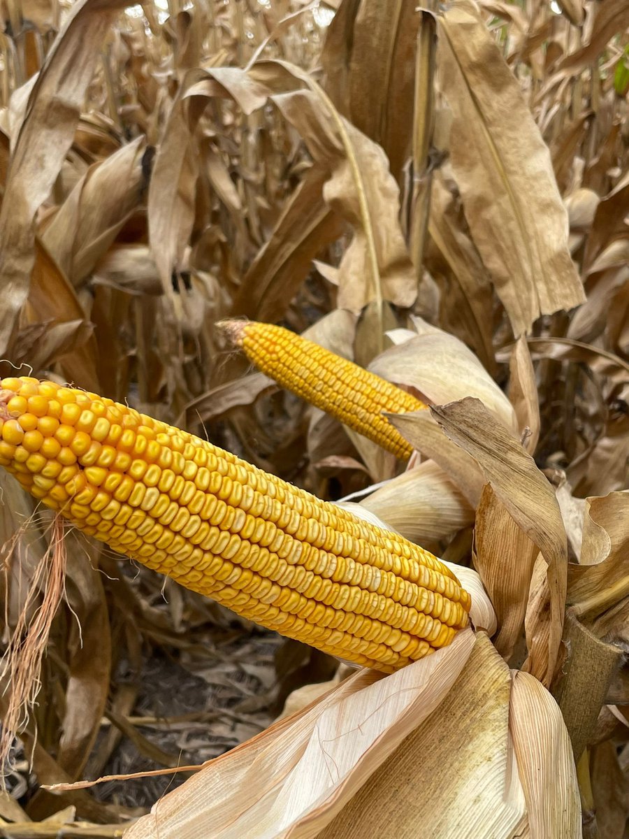 Capacitación 🌽 + innovación + herramientas digitales.
Días atrássSe realizó una capacitación interna para distribuidores de <a href="/NKSemillas/">NK Semillas</a> sobre manejo de poblaciones para los distintos híbridos NK y herramientas digitales disponibles para los productores.

📍Nogoyá, Entre Ríos.