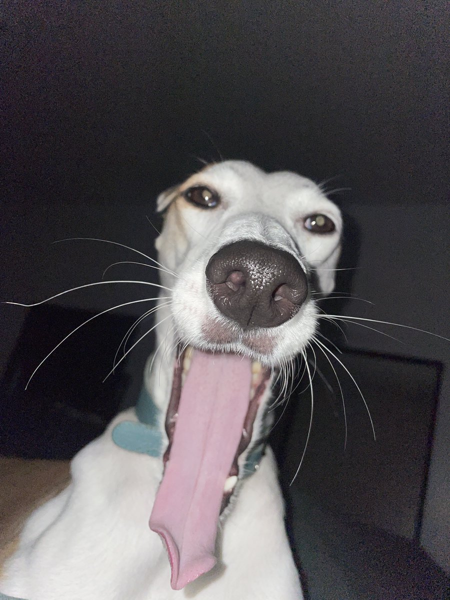 No funny crouching man this week because sick. I substitute art for picture of my dog. Her name is Bilbo and she is stupid ugly stupid idiot stupid.