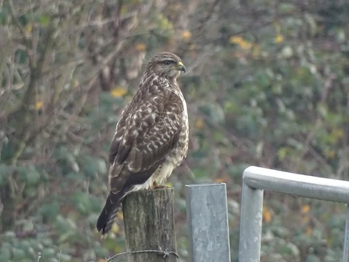 #februarivogelmaand
#buizerd