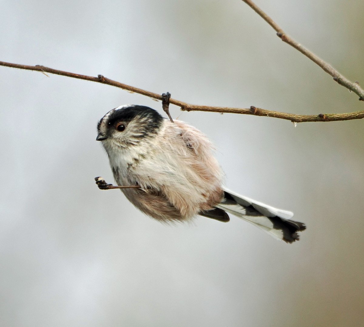 An acrobatic long tailed tit hanging around nonchalantly at North Cave Wetlands. #ThePhotoHour #TwitterNatureCommunity #wildlifephotography #NaturePhotography #BirdsOfTwitter
