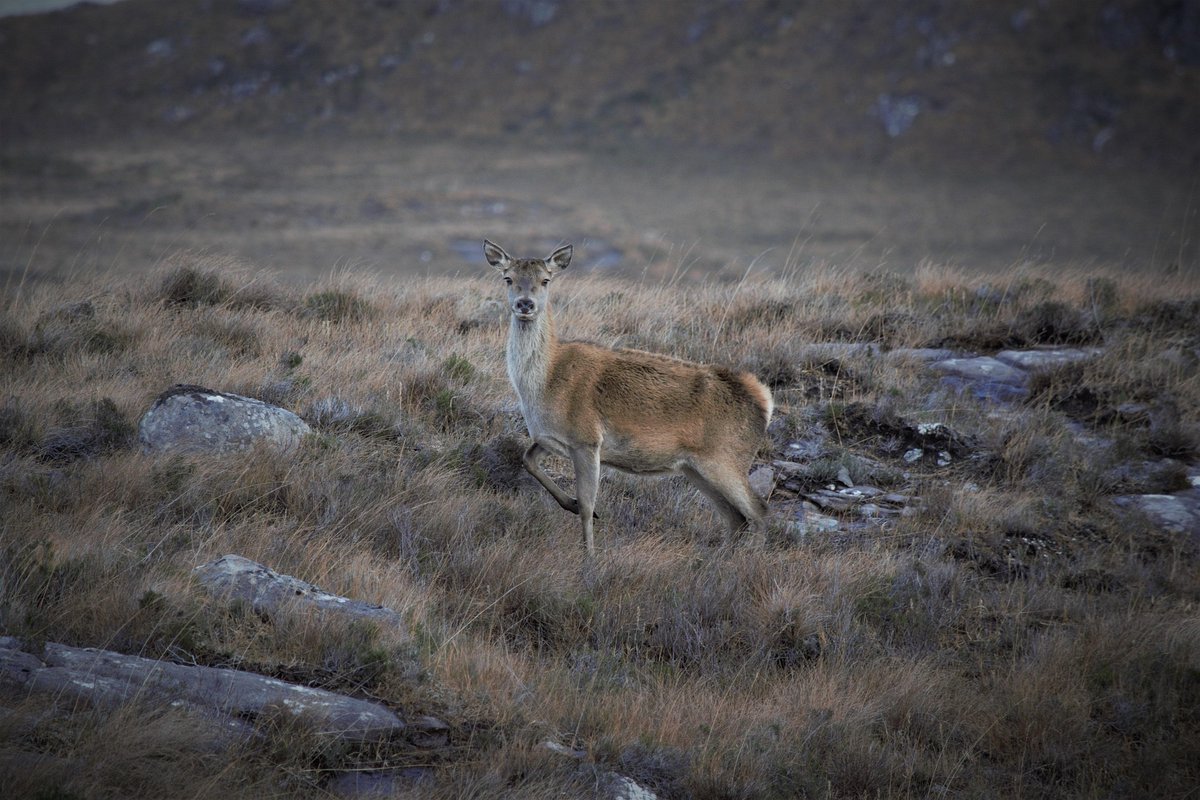 📣 New Natural Environment Bill places “unacceptable burden” on Scotland’s deer managers

While the Government claims the Bill will modernise deer management to tackle the climate emergency, BASC has branded the proposals “draconian”. 

Read more here: gov.scot/news/restoring….