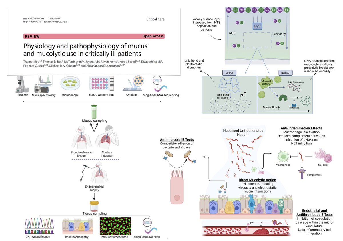 Mucus &amp; mucolytic in #ICU
🫁 physiology of respiratory mucus &amp; pathophysiology in critical illness/mechanical ventilation
🔬 sample collection and analytical techniques
💦 impact of humidification on mucus
💨 mucolytics, mechanisms of action &amp; (limited) evidence: hypertonic