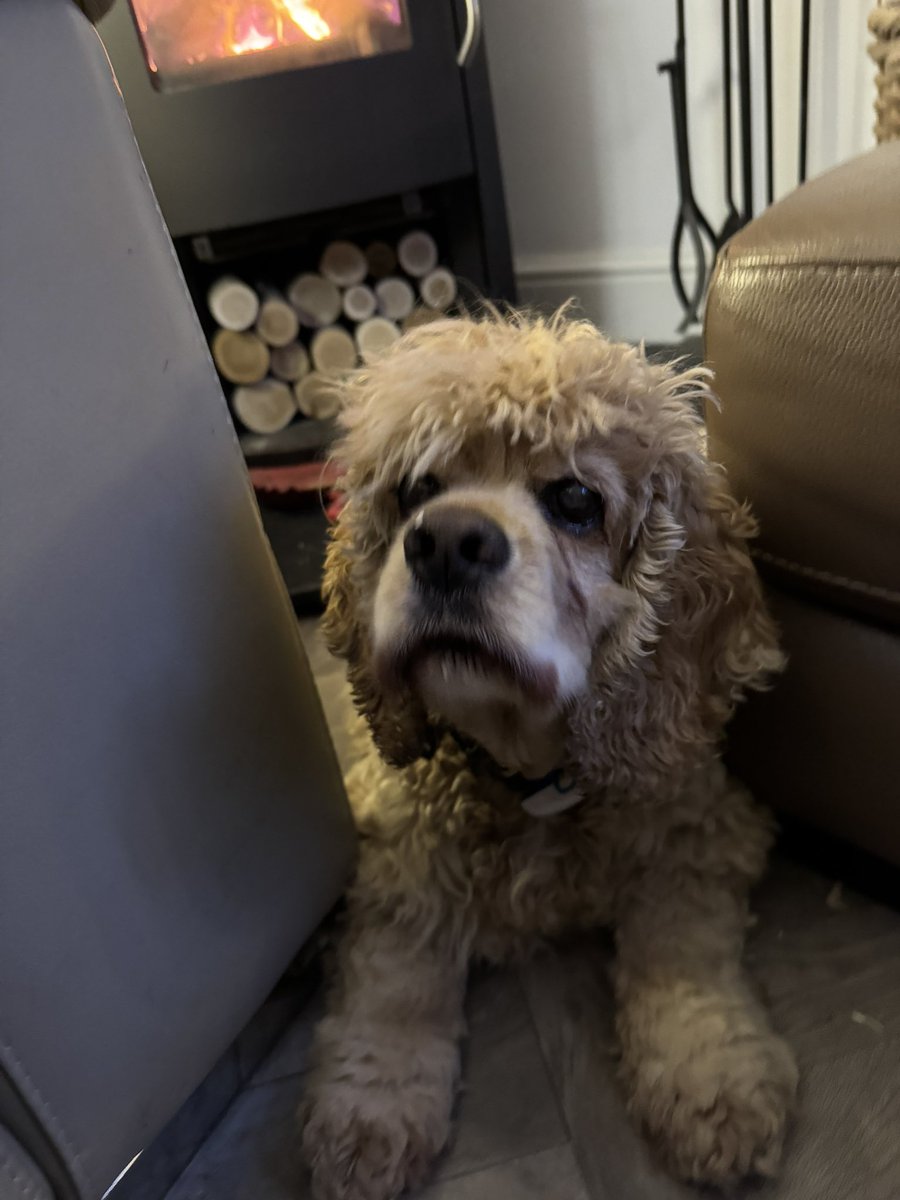 SpanielsSuper's tweet image. After my very prickly experience with a nasty bush 
I have come home &amp;amp; am relaxing 
I managed to get the #BestSeatInTheHouse 
#WarmAndToasty