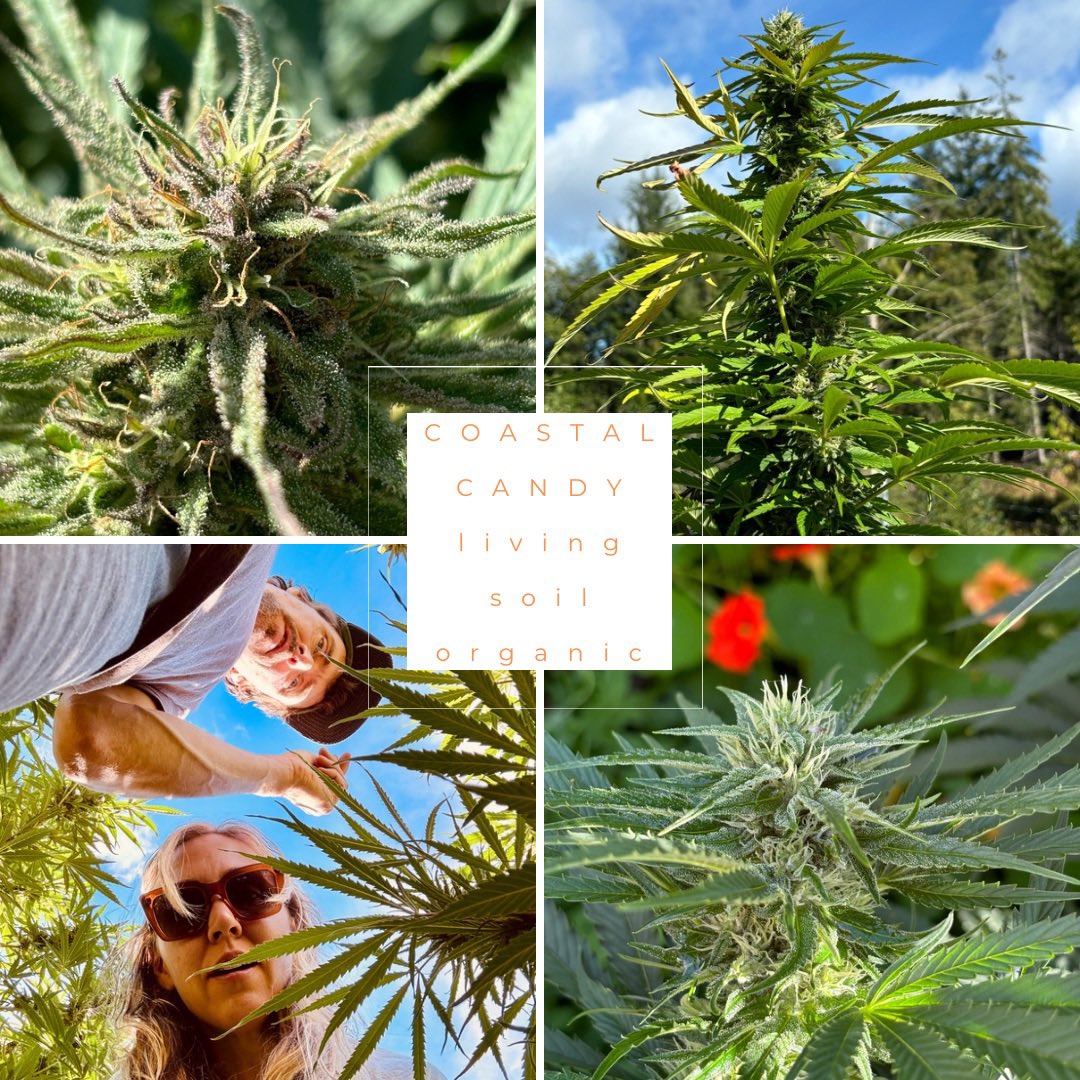 The Coastal Candy - this strain is so good, grown in living soil organic, 3.43% terps, 20% THC (nice mid range), and grown amongst wildflowers and beneficial insects.