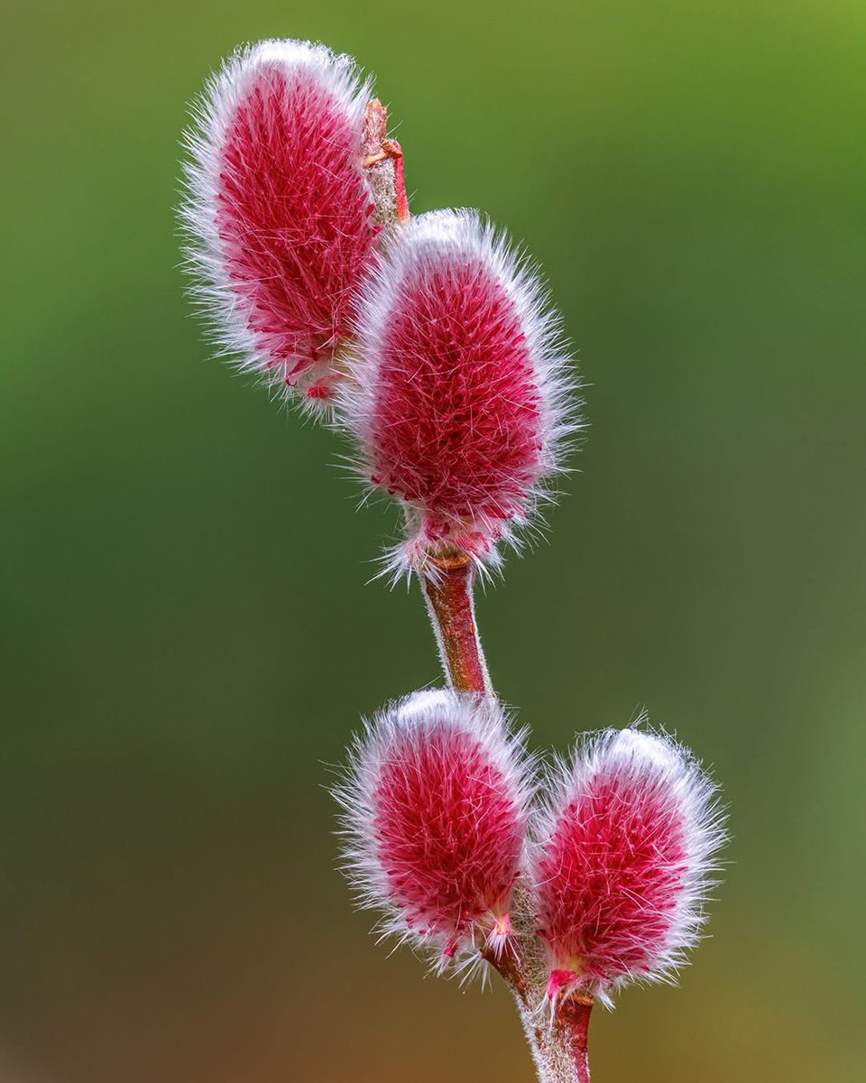 The fuzzy pink catkins of Salix gracilistyla 'Mount Aso', commonly known as Japanese Pink Pussy Willow, are looking wonderful in the Alpinium Garden and make quite an interesting and eye-catching winter feature.
In time, these silky little catkins will turn grey/yellow.
