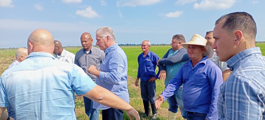 Recorre presidente cubano en el municipio de #Corralillo de @VillaClaraConTodos áreas dedicadas al cultivo del arroz. #JuntosPorVillaClara