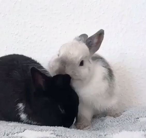 Bunnies (@bunnies) on Twitter photo 