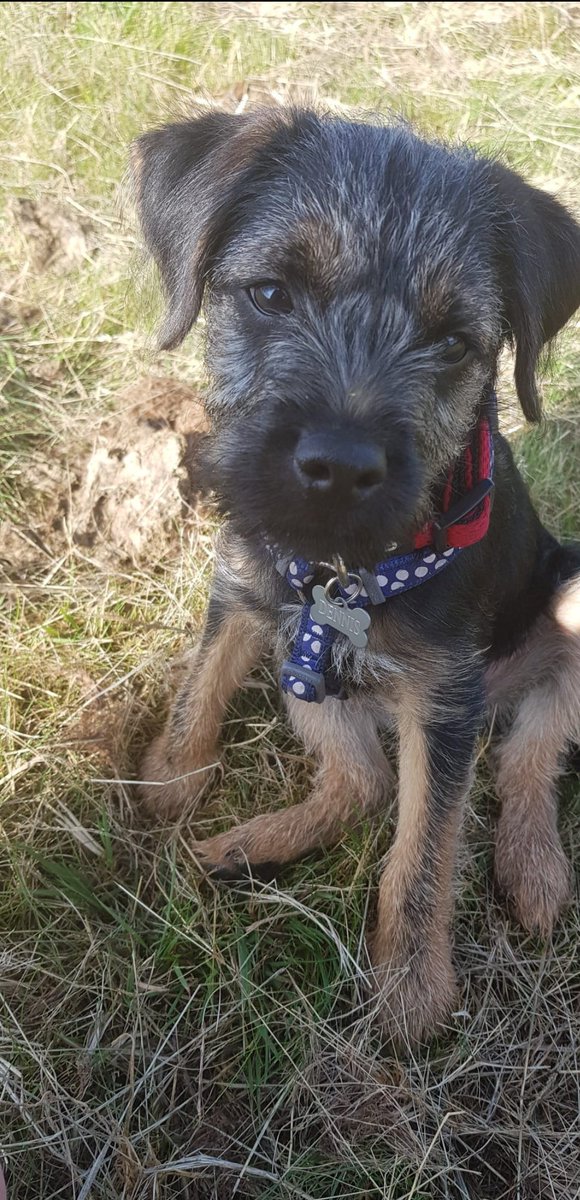 DennisTheBorder 🌈 tweet media