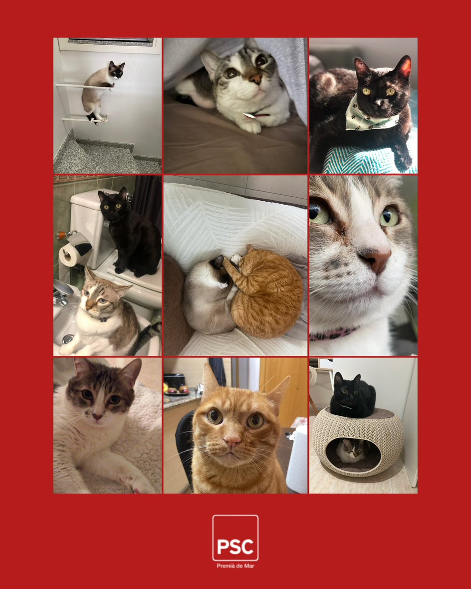 No volíem deixar passar el #DiaMundialDelGat sense presentar-vos els gatets dels nostres regidors i regidores! L’Everton, en Rata, l’Àfrica, el Pati i la Odette! 😻