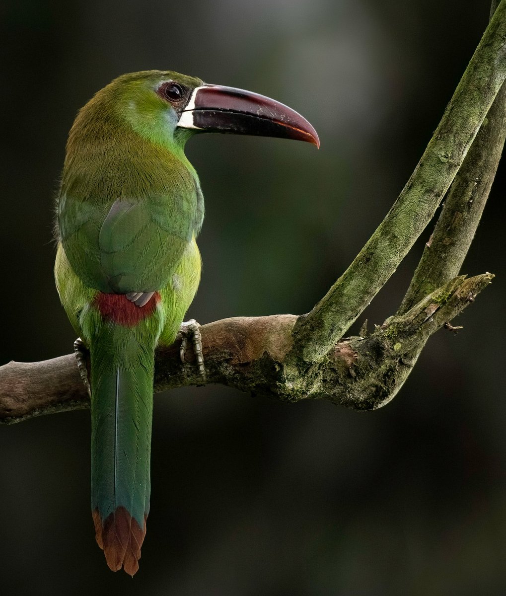 Un Tucancito colombiano. El culirojo.