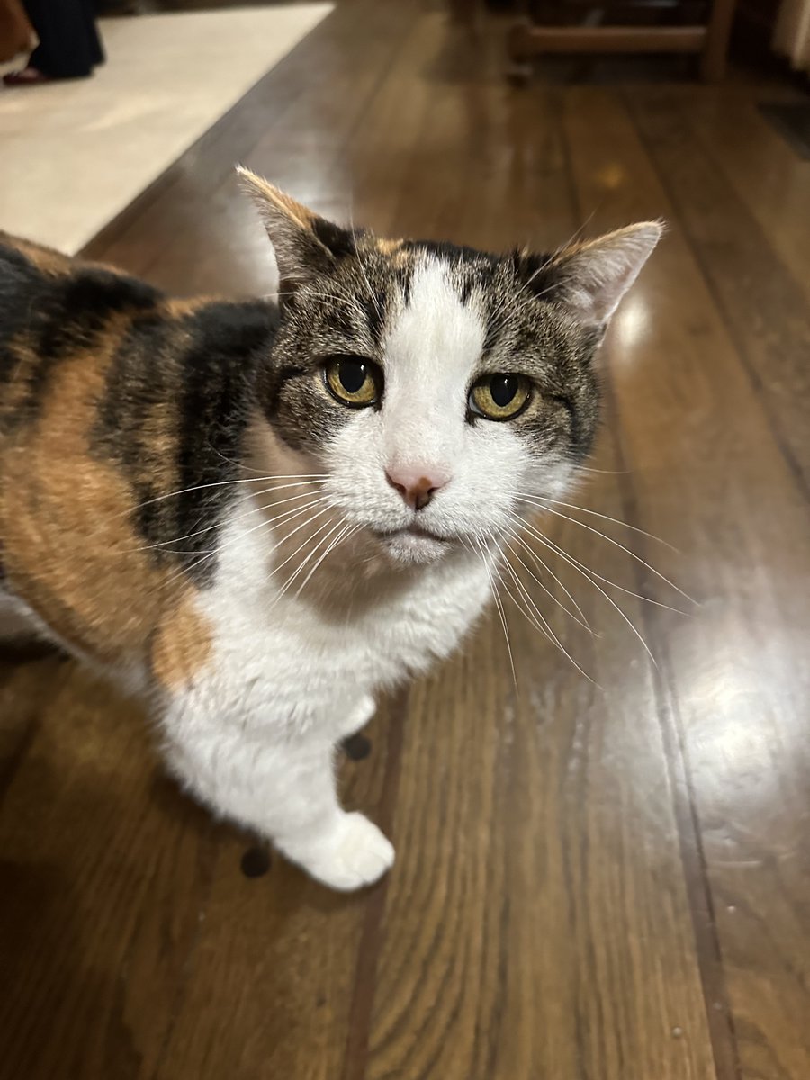 Today is #NationalLoveYourPetDay! Aka, another day to celebrate me. 👑