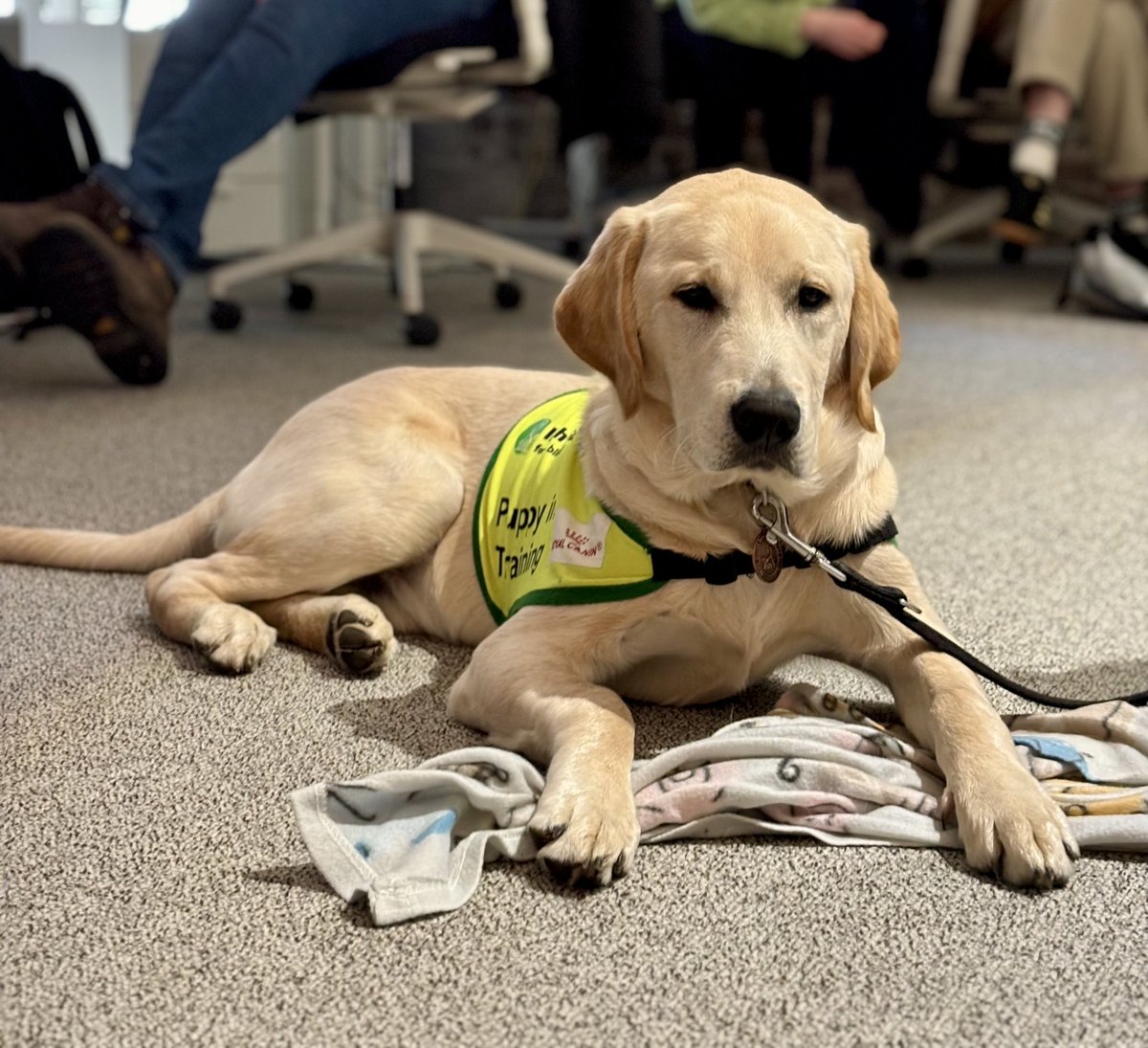 Yesterday at our Fire Dublin office we were delighted to welcome Griffin and to find out how his training is going. Griffin is our sponsored guide dog with whom we have been involved for several years, thanks to one of our team. An incredible dog on an amazing journey.
