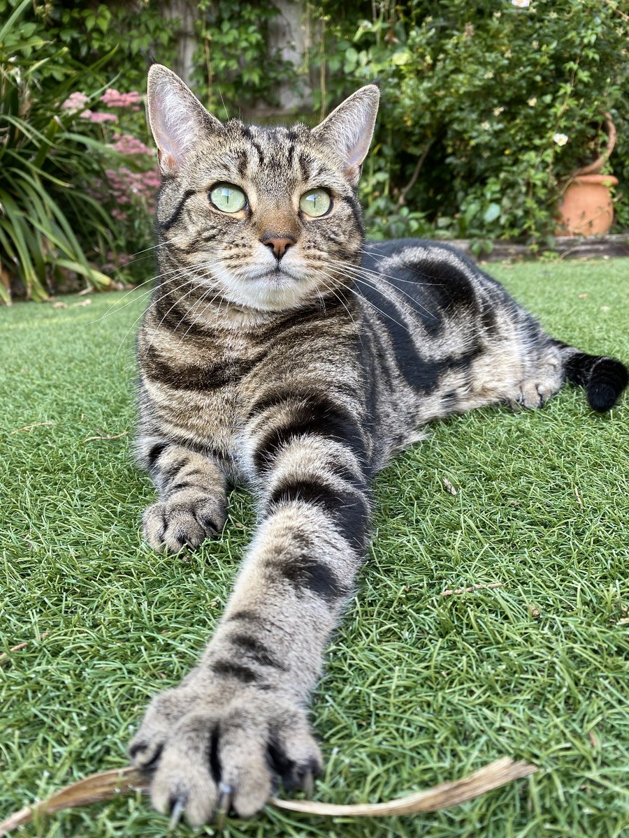 Lilly says Happy #caturday ❤️