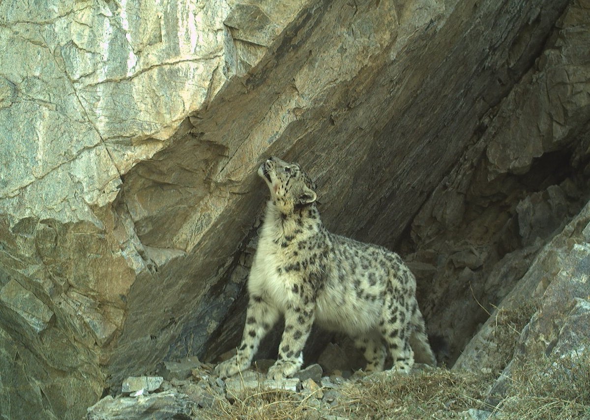 One of the first in-depth study into communication behaviours of snow leopards gave us a clue how to improve the efficiency of monitoring this elusive cats rdcu.be/eahmK Behavioral Ecology and Sociobiology