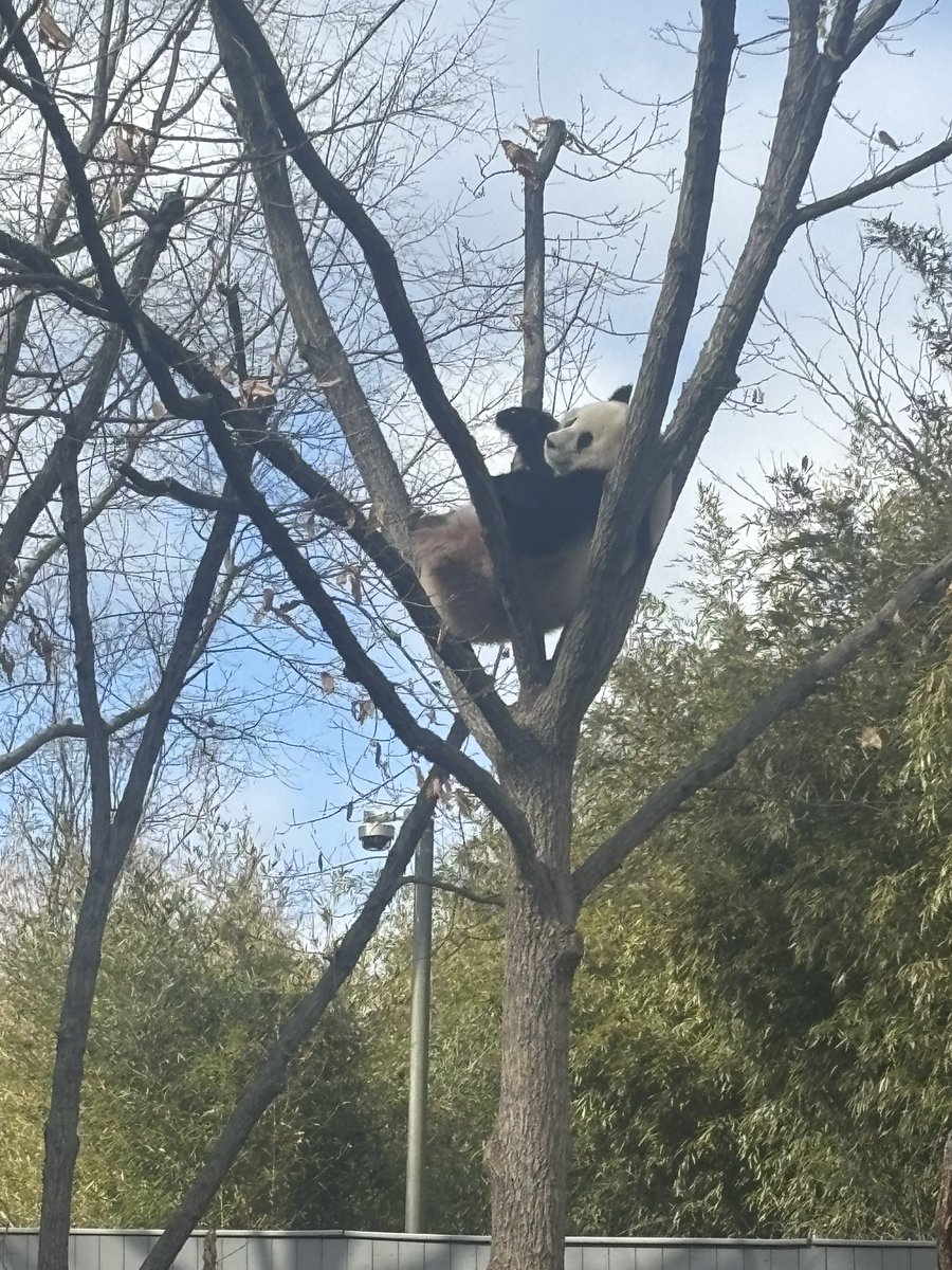 MarcusEdelstein's tweet image. 🐼🐼🐼 #QingBao #DCPandas