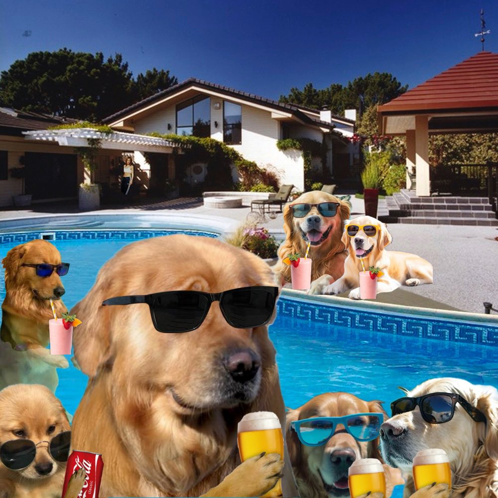chrissyb_sol's tweet photo. @gordongekko Gordon’s feeling poolish, about to make another 100x call. Will it be the $DIP ? @doginthpool https://t.co/QFw8eq57bl