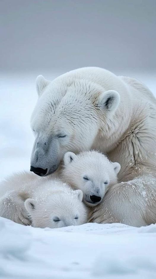 Mothers love,
comforting &amp; caring.
Powerful &amp; unconditional.

Good afternoon everyone 🤍❄️
