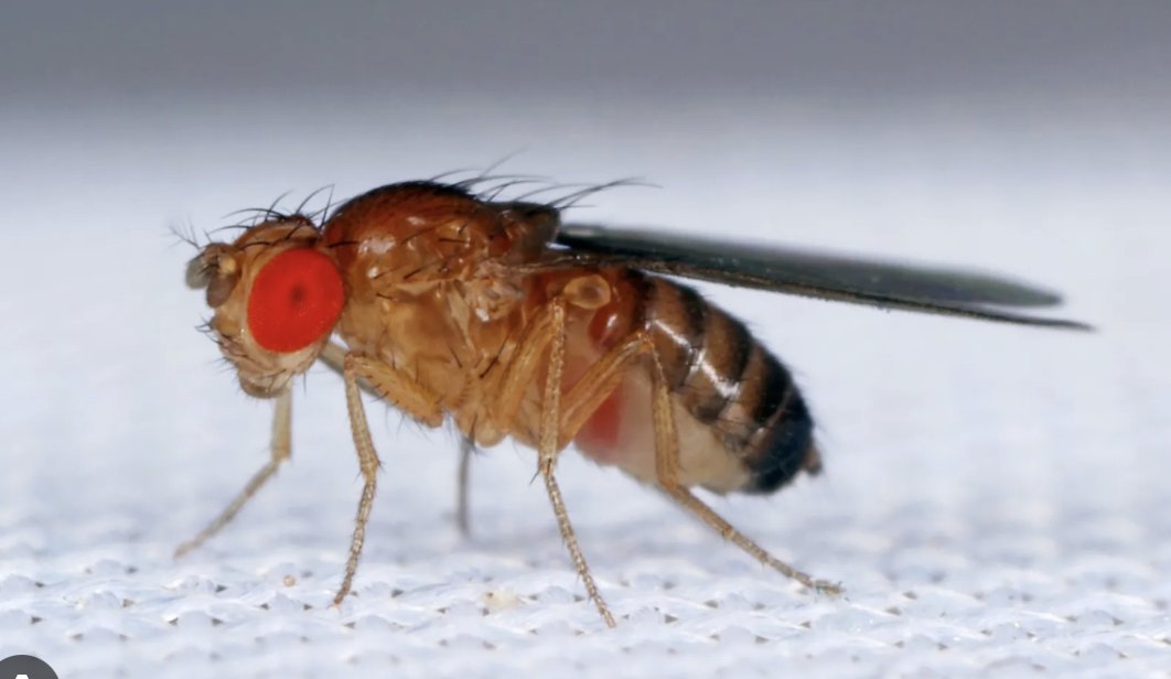 siekhauslab's tweet image. Nominate your European Drosophila PhD student for the best thesis prize, sponsored by the European Drosophila Society. More info at:
europeandrosophilasociety.org/eds-best-phd-t…
Submit by Feb 28th to edsprize@gmail.com.