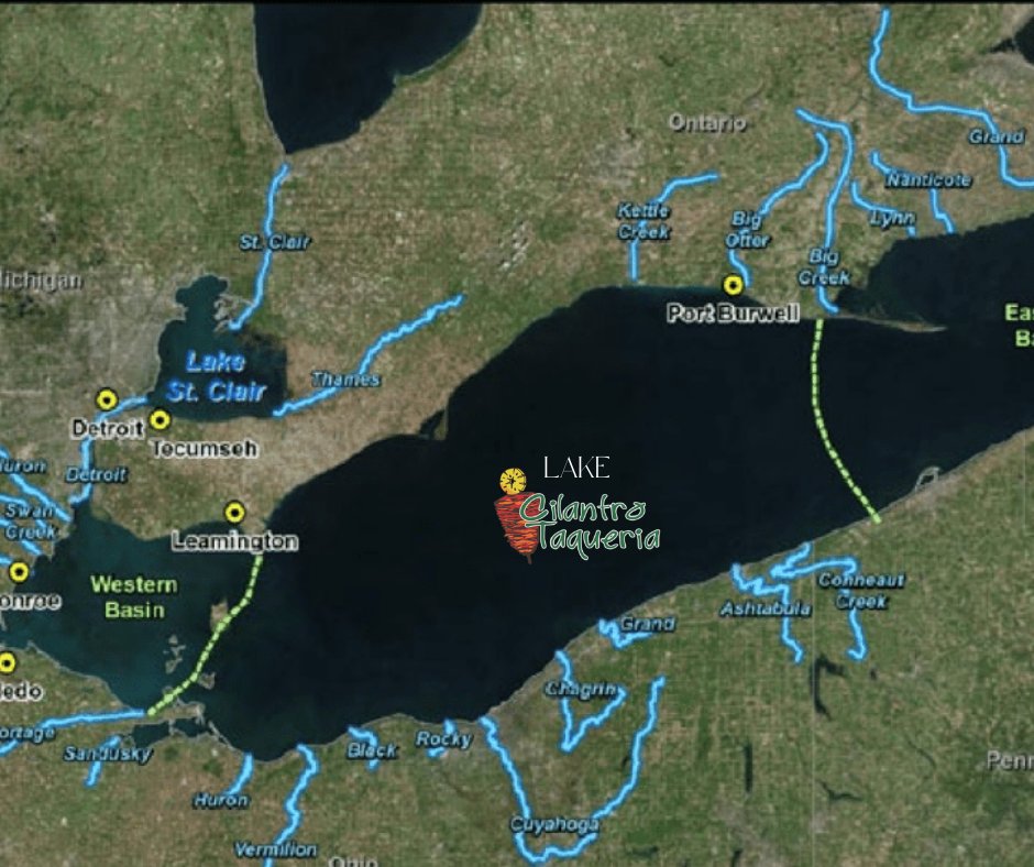 Cilantro Taqueria ❤️ 🌮 tweet media