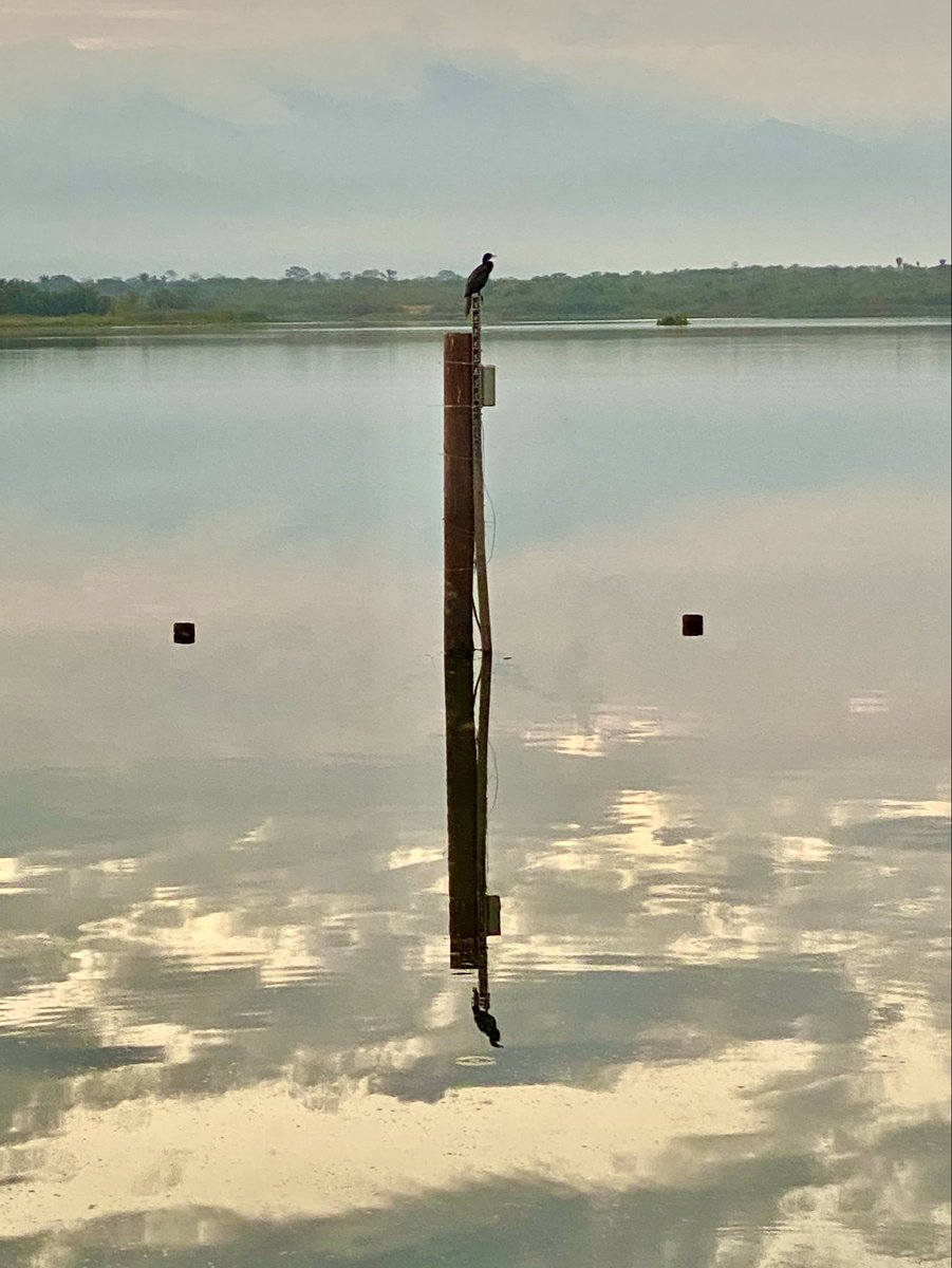 The optical illusion of #reflections as a cormorant perches on a pole in a lake in Colombia, South America.