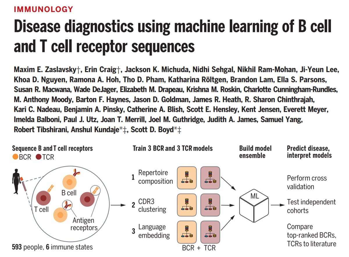 Sarah Ross (@sarah_h_ross) on Twitter photo #Immunology out now <a href="/ScienceMagazine/">Science Magazine</a>
Machine learning, using the sequences of an individual's B and T cell receptors, has the potential to diagnose immune-related diseases.
buff.ly/3QvxSVf
By Maxim Zaslavsky <a href="/zazius/">Maxim Zaslavsky</a>, Erin Craig, <a href="/anshulkundaje/">Anshul Kundaje (anshulkundaje@bluesky)</a> <a href="/ScottBoydLab/">Scott_Boyd_Lab_Stanford</a> et al. #Immunology out now <a href="/ScienceMagazine/">Science Magazine</a>
Machine learning, using the sequences of an individual's B and T cell receptors, has the potential to diagnose immune-related diseases.
buff.ly/3QvxSVf
By Maxim Zaslavsky <a href="/zazius/">Maxim Zaslavsky</a>, Erin Craig, <a href="/anshulkundaje/">Anshul Kundaje (anshulkundaje@bluesky)</a> <a href="/ScottBoydLab/">Scott_Boyd_Lab_Stanford</a> et al.