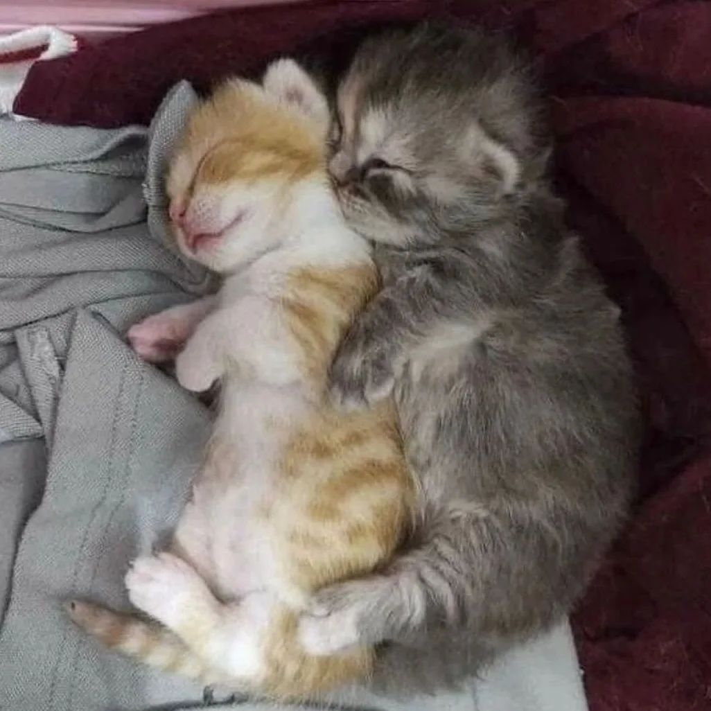 cutest cats tweet media