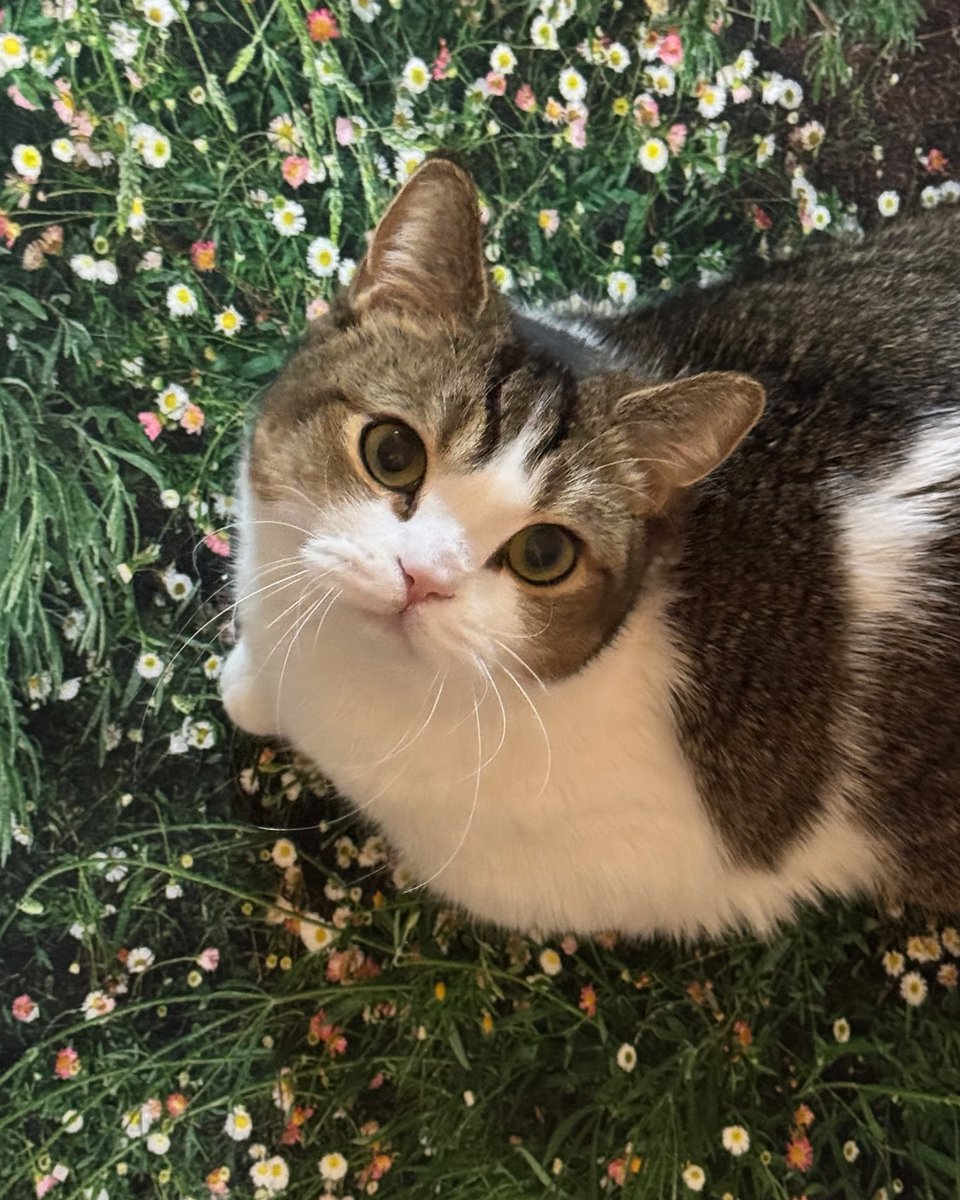 cutest cats (@cutestscats) on Twitter photo 