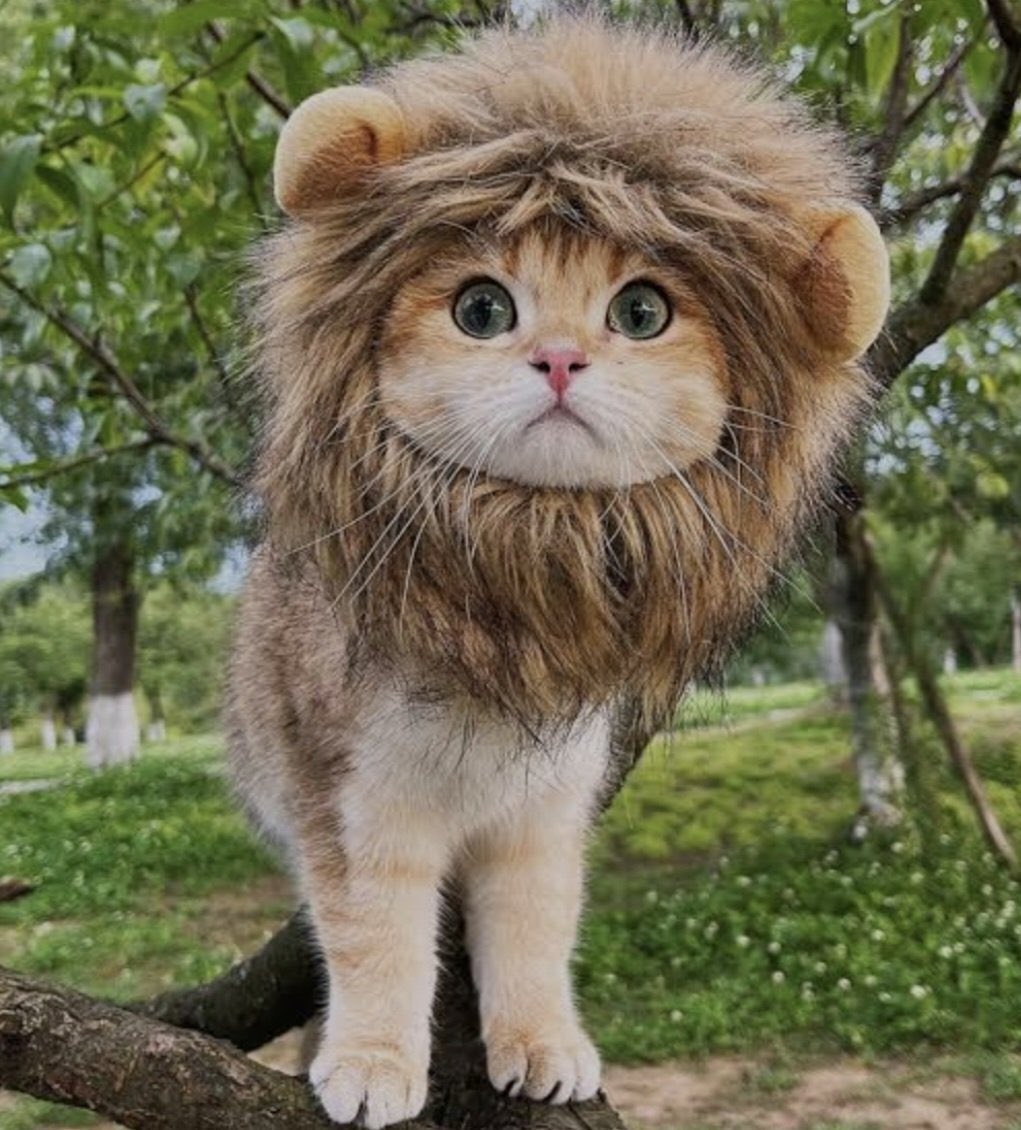 cntd2020's tweet image. Türk hakemleri olmayınca g5 #gsvsaz