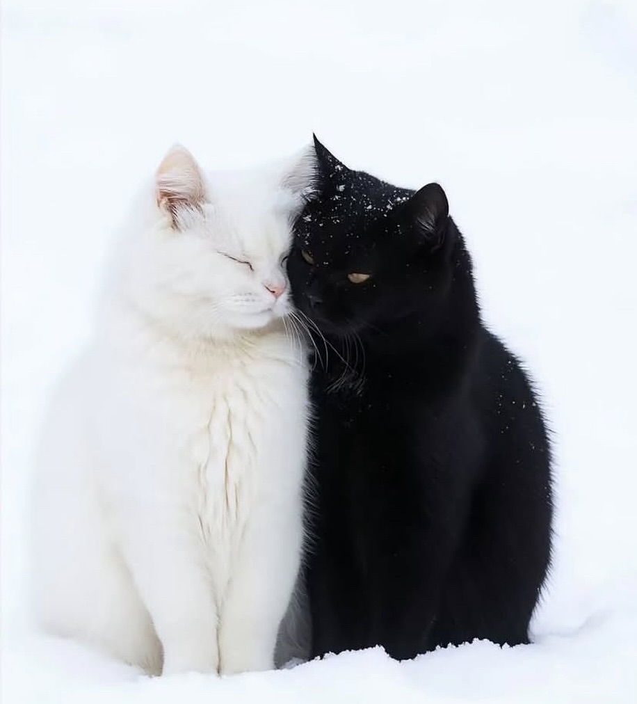 cutest cats tweet media