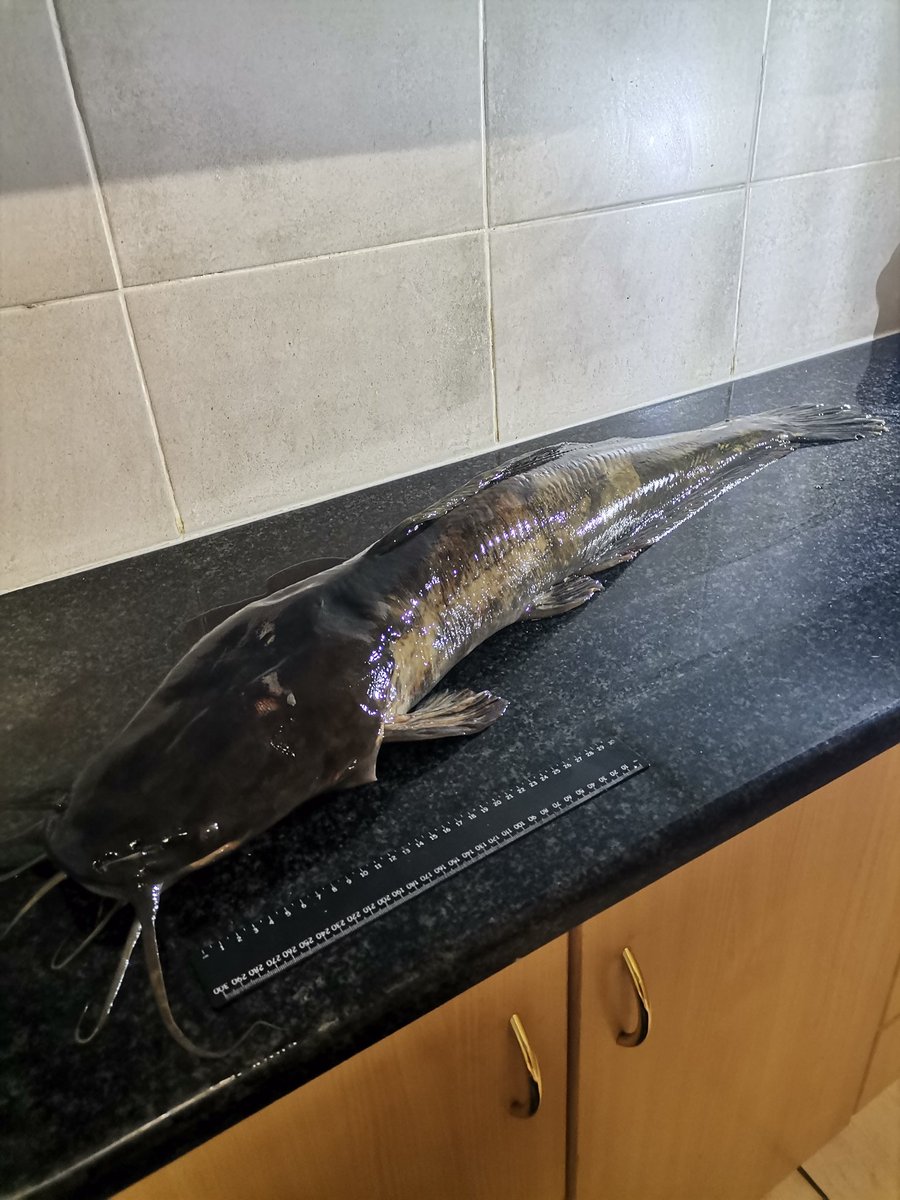 Size matters… at least when it comes to fishing! 🎣🔥